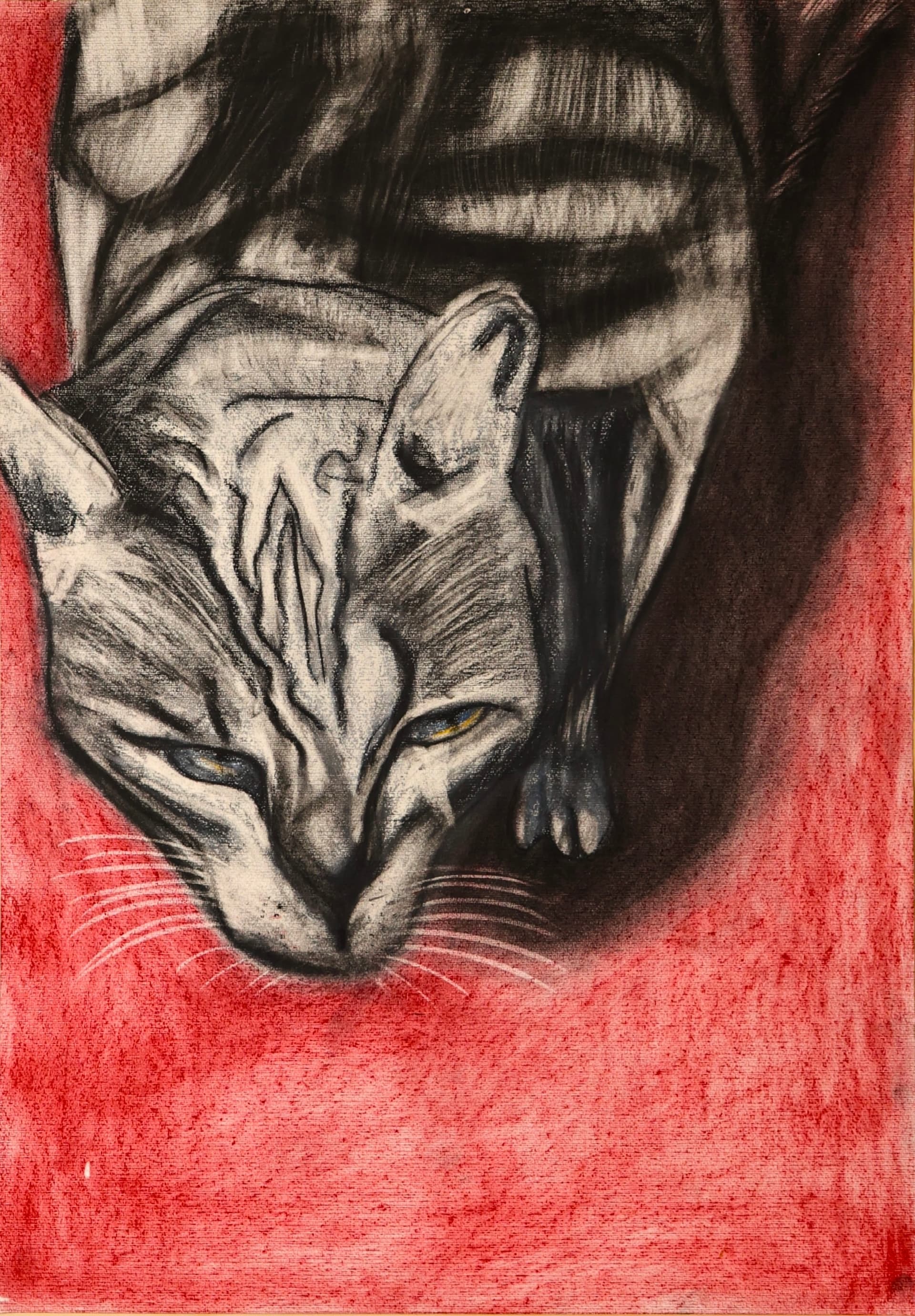 Die Katze